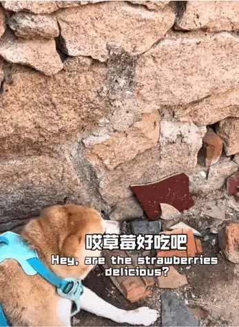 又一个大网红塌房：直播，还有底线吗？
