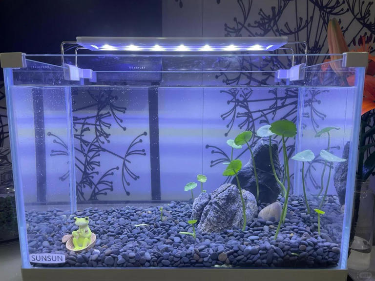 广东女子将铜钱草养在鱼缸里美爆，网友直呼神奇！