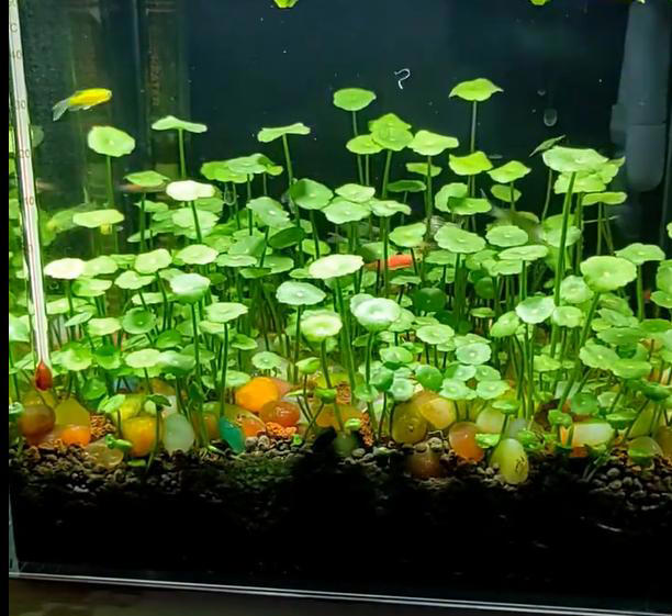 广东女子将铜钱草养在鱼缸里美爆，网友直呼神奇！