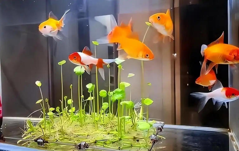 广东女子将铜钱草养在鱼缸里美爆，网友直呼神奇！