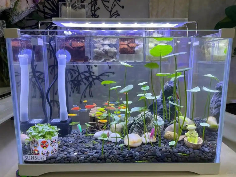 广东女子将铜钱草养在鱼缸里美爆，网友直呼神奇！