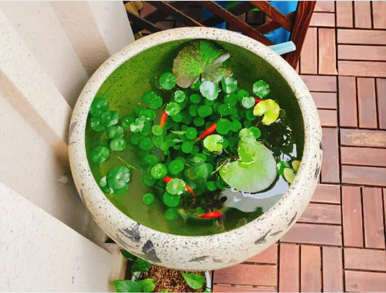 广东女子将铜钱草养在鱼缸里美爆，网友直呼神奇！