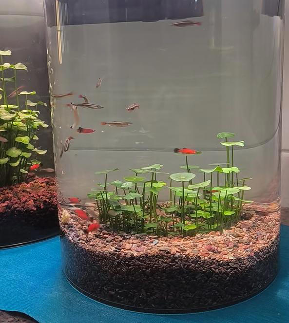 广东女子将铜钱草养在鱼缸里美爆，网友直呼神奇！