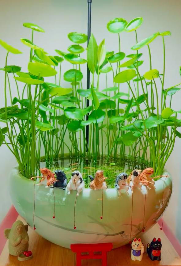 广东女子将铜钱草养在鱼缸里美爆，网友直呼神奇！