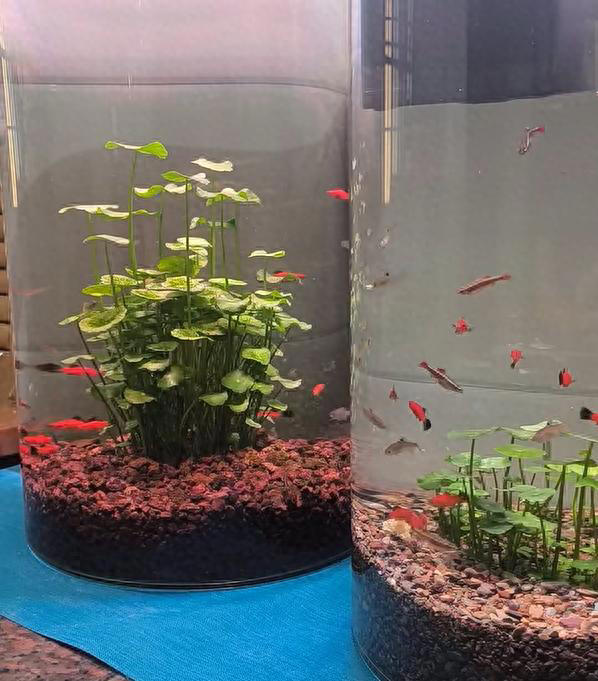 广东女子将铜钱草养在鱼缸里美爆，网友直呼神奇！ 