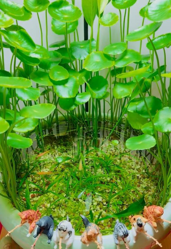 广东女子将铜钱草养在鱼缸里美爆，网友直呼神奇！