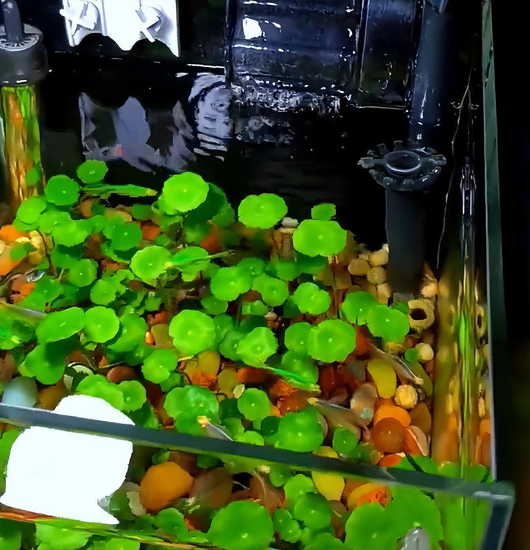 广东女子将铜钱草养在鱼缸里美爆，网友直呼神奇！