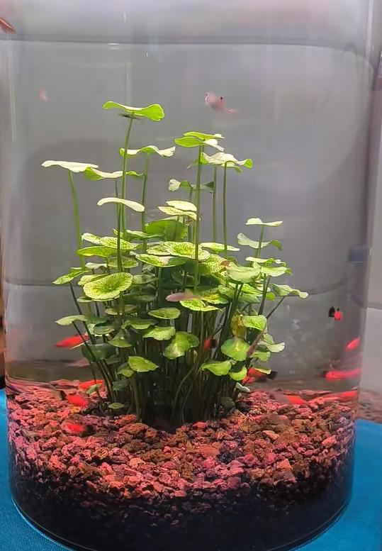 广东女子将铜钱草养在鱼缸里美爆，网友直呼神奇！