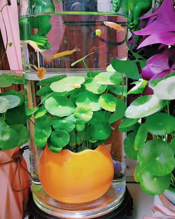 广东女子将铜钱草养在鱼缸里美爆，网友直呼神奇！