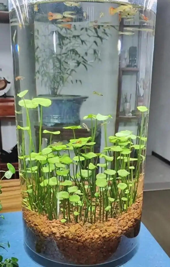广东女子将铜钱草养在鱼缸里美爆，网友直呼神奇！