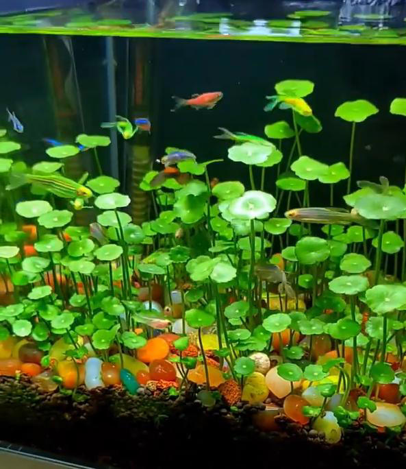 广东女子将铜钱草养在鱼缸里美爆，网友直呼神奇！