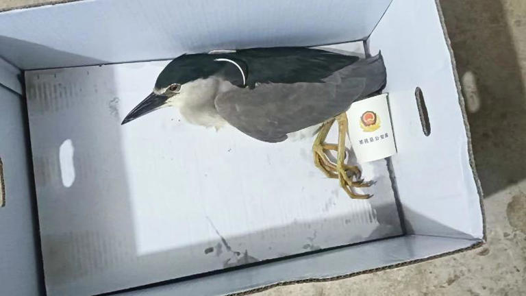 ˡСҹ
