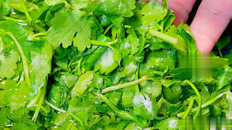 为啥吃芹菜不吃叶子？为了健康，这些原因你要了解