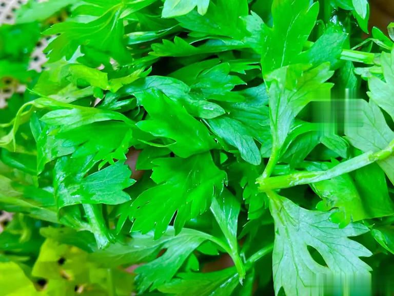 为啥吃芹菜不吃叶子？为了健康，这些原因你要了解