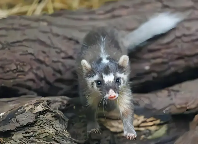 全球五大名獾，闰土钢叉之下是哪种獾？