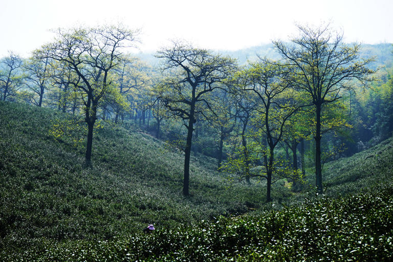 大唐贡茶院：时间的洪流涤不尽盛唐的茶香