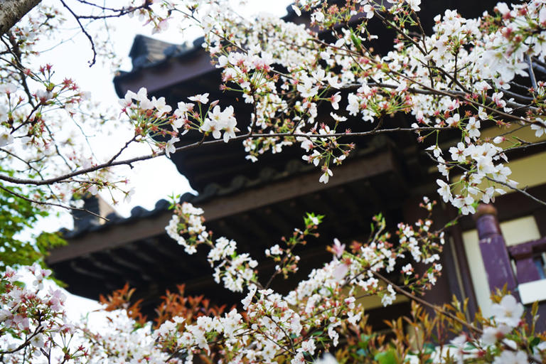 大唐贡茶院：时间的洪流涤不尽盛唐的茶香