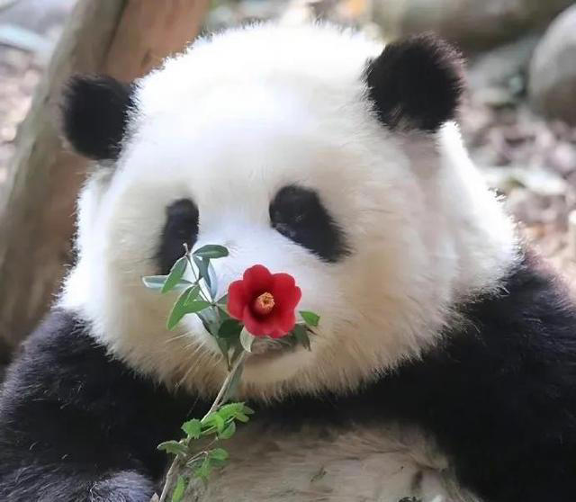 为什么只有中国有大熊猫？
