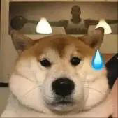 狗们站在一起 描述已自动生成