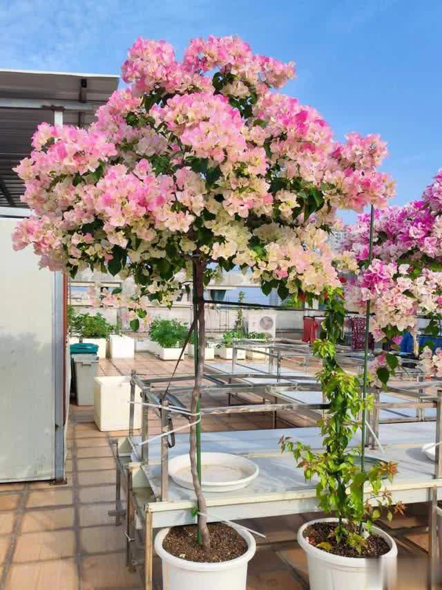 养花10年经验：这8种花花期长又美，越养越上瘾！