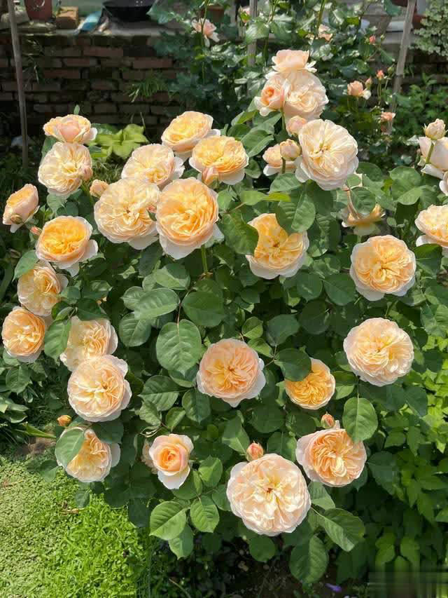 养花10年经验：这8种花花期长又美，越养越上瘾！