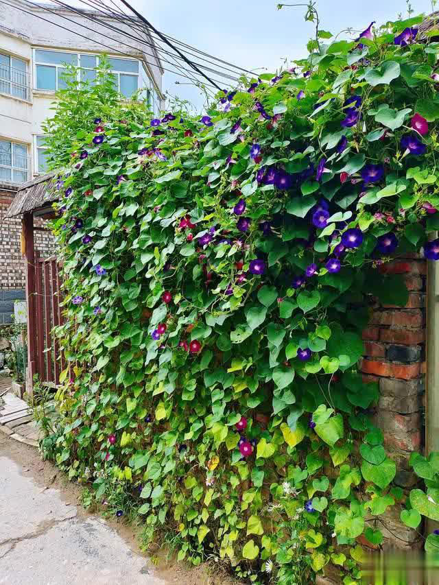 养花10年经验：这8种花花期长又美，越养越上瘾！