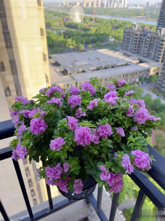 养花10年经验：这8种花花期长又美，越养越上瘾！