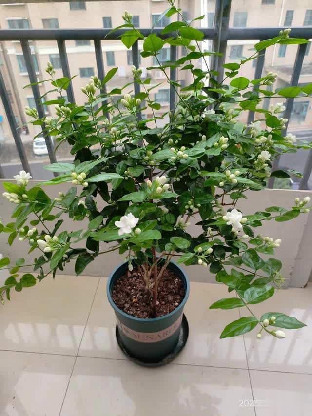 养花10年经验：这8种花花期长又美，越养越上瘾！