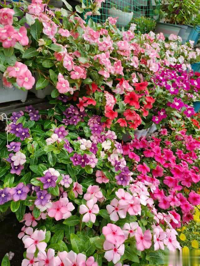 养花10年经验：这8种花花期长又美，越养越上瘾！