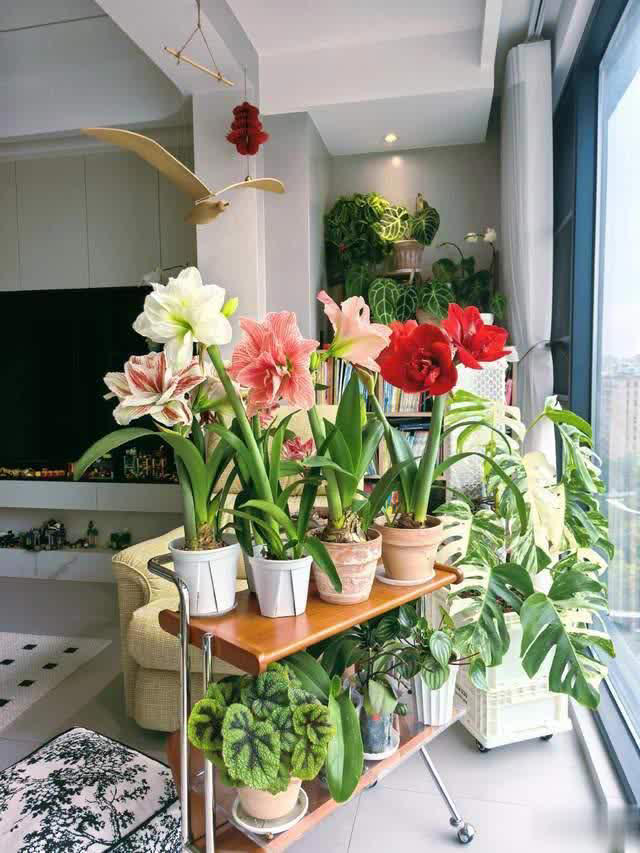 养花10年经验：这8种花花期长又美，越养越上瘾！