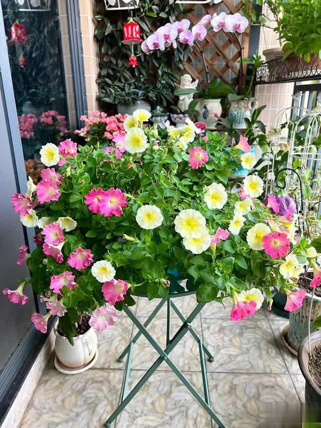 养花10年经验：这8种花花期长又美，越养越上瘾！