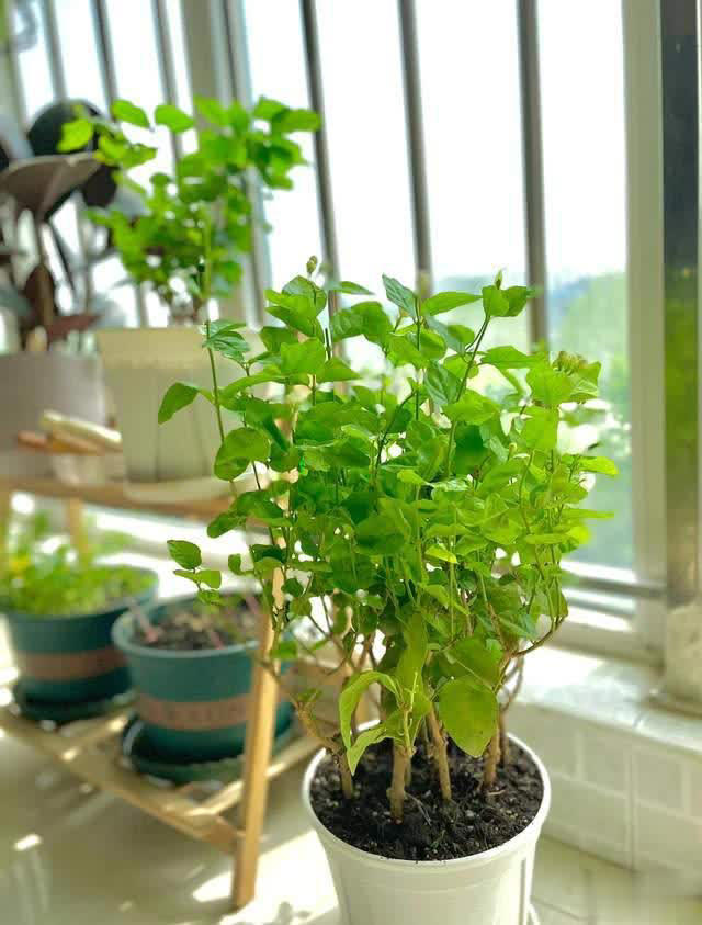 养花10年经验：这8种花花期长又美，越养越上瘾！