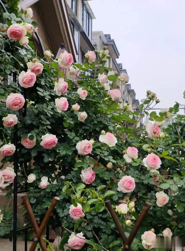 养花10年经验：这8种花花期长又美，越养越上瘾！