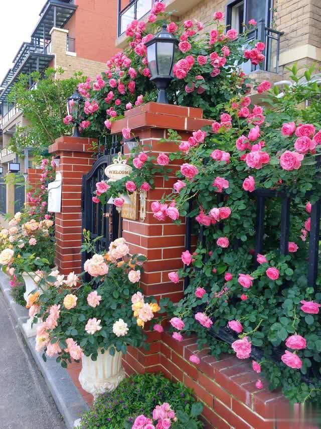 养花10年经验：这8种花花期长又美，越养越上瘾！