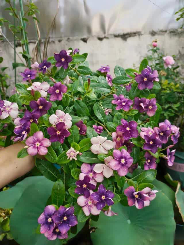 养花10年经验：这8种花花期长又美，越养越上瘾！