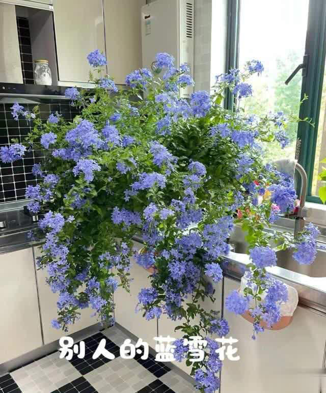 养花10年经验：这8种花花期长又美，越养越上瘾！