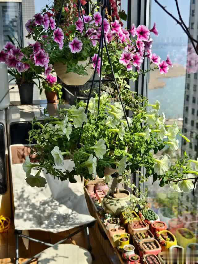 养花10年经验：这8种花花期长又美，越养越上瘾！