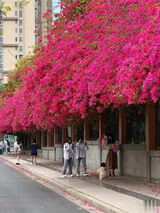 养花10年经验：这8种花花期长又美，越养越上瘾！