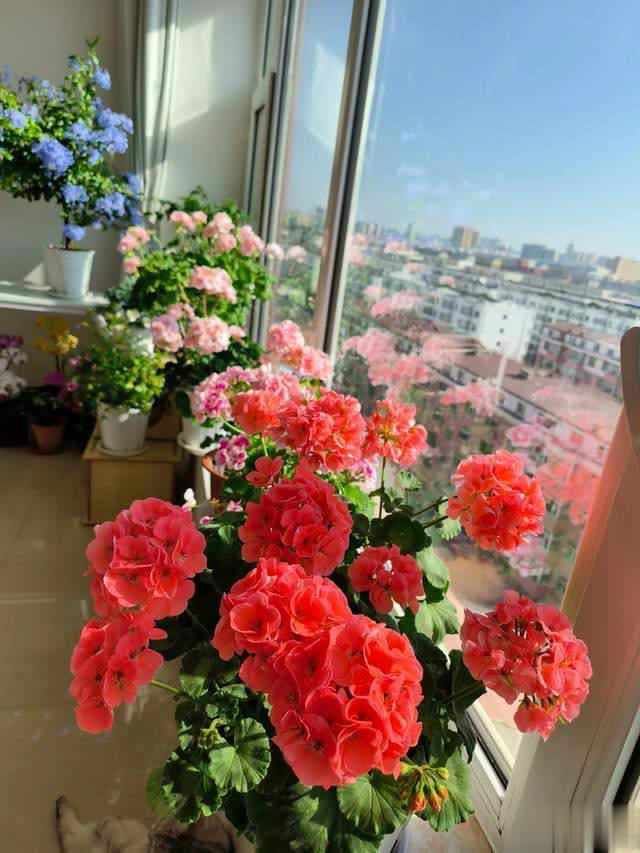 养花10年经验：这8种花花期长又美，越养越上瘾！