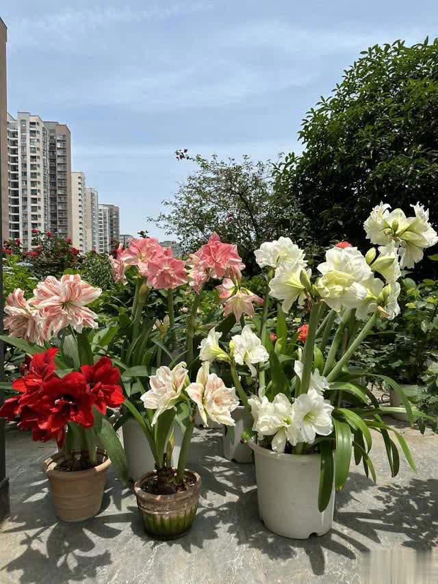 养花10年经验：这8种花花期长又美，越养越上瘾！