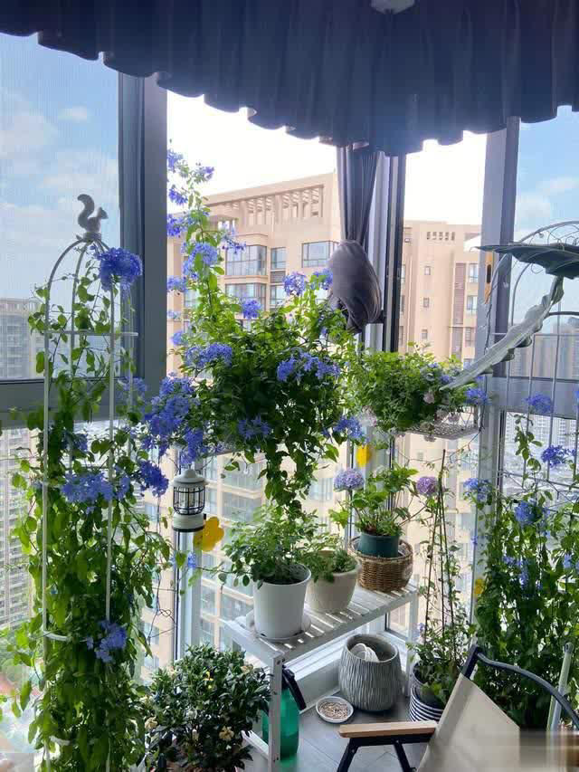 养花10年经验：这8种花花期长又美，越养越上瘾！