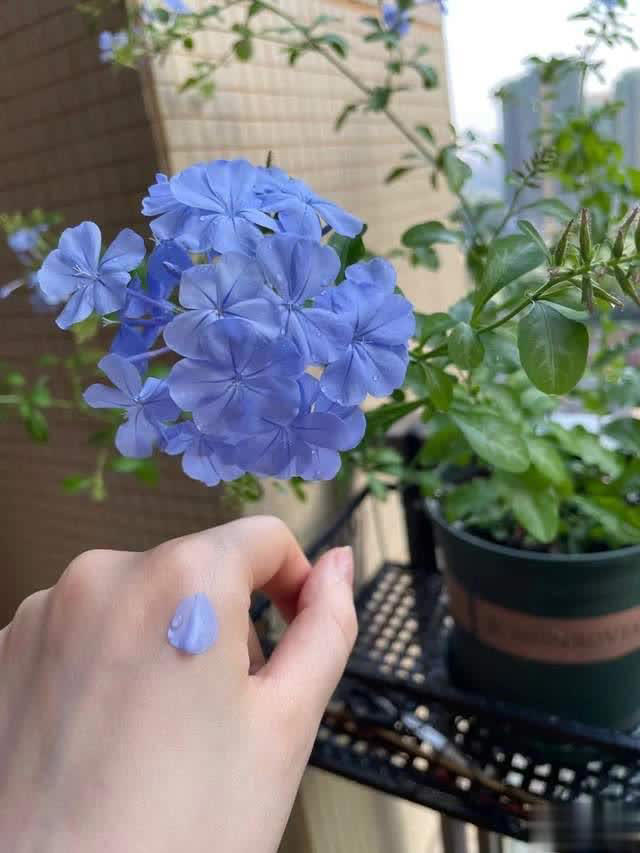 养花10年经验：这8种花花期长又美，越养越上瘾！