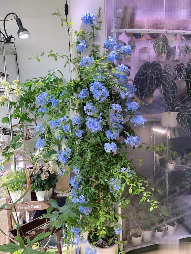 养花10年经验：这8种花花期长又美，越养越上瘾！