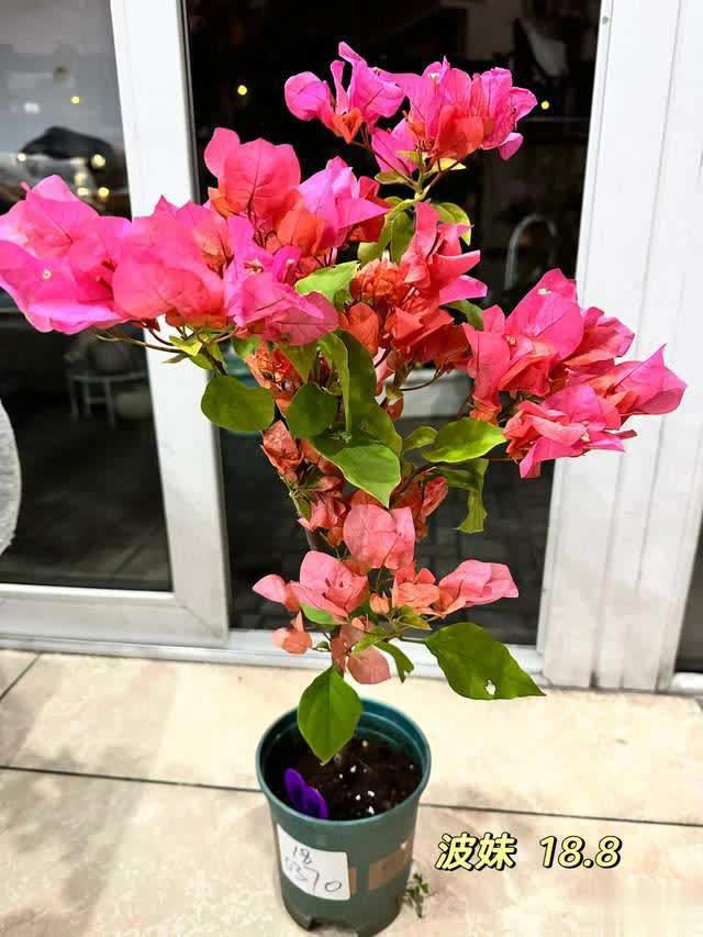 养花10年经验：这8种花花期长又美，越养越上瘾！