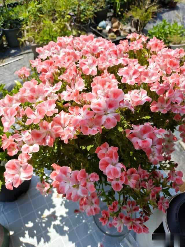 养花10年经验：这8种花花期长又美，越养越上瘾！