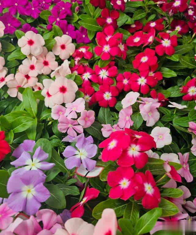 养花10年经验：这8种花花期长又美，越养越上瘾！