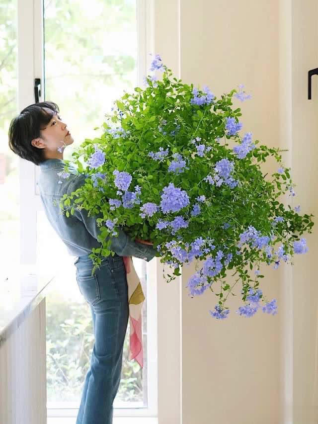 养花10年经验：这8种花花期长又美，越养越上瘾！