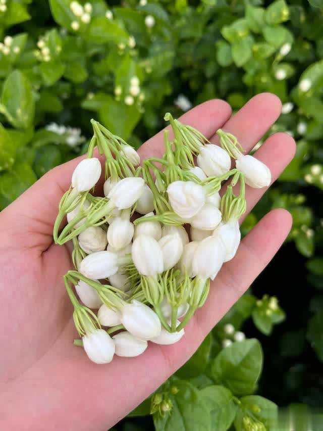 养花10年经验：这8种花花期长又美，越养越上瘾！