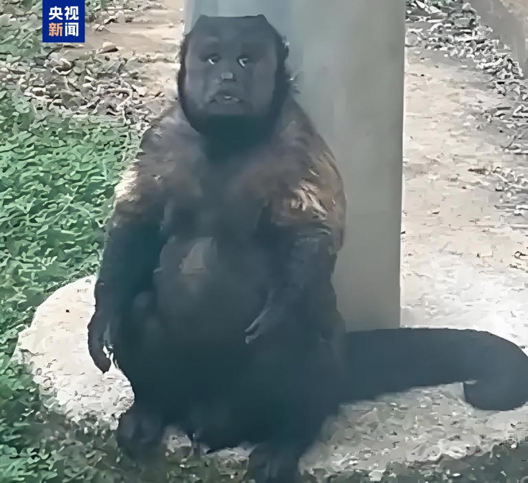 网红方脸猴“大壮”因病死亡