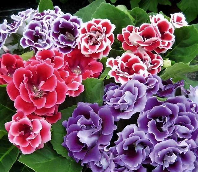 几种特殊的“紫色花”，养在家里格外有气质